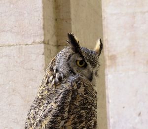 Close-up of owl