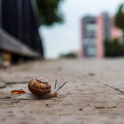 Close-up of snail on street