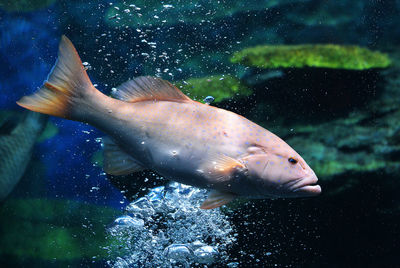 Fish swimming in sea