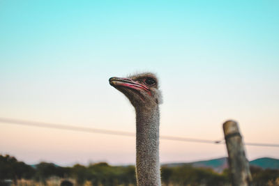 Close-up of ostrich against sky during sunset