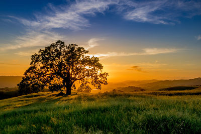 Scenic view of field against sky during sunset