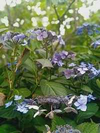 Close-up of purple flowering plants