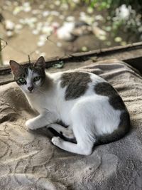 Portrait of cat sitting outdoors