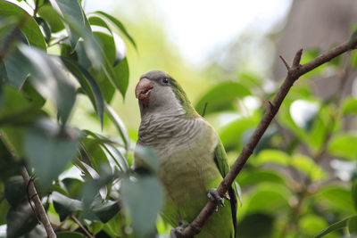 Close-up of bird perching on branch