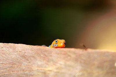 Close-up of frog on rock