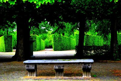 Trees in park