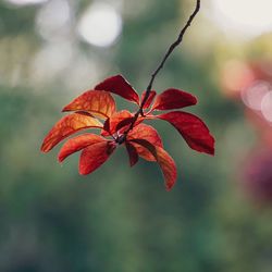 Close-up of red leaves on plant during autumn