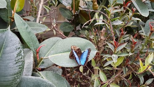 High angle view of butterfly on plant in field