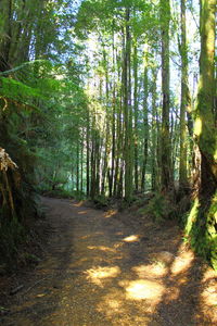 Trees in forest