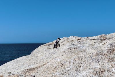Rear view of man standing on rock against clear blue sky