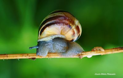 snail