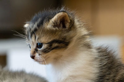 Close-up of cat looking away