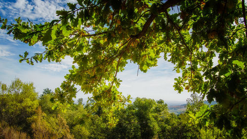 Low angle view of trees against the sky