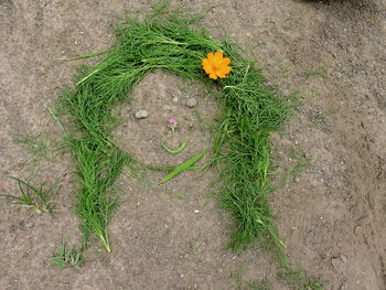 High angle view of anthropomorphic face made by plants on field