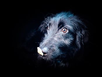 Close-up of dog looking away