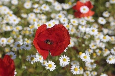 Close-up of red poppy flowers