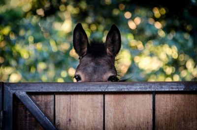 Portrait of donkey