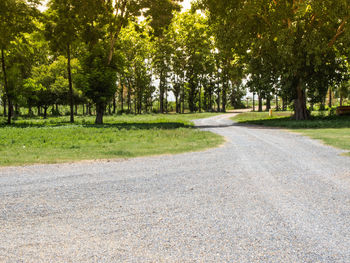 Road amidst trees in city