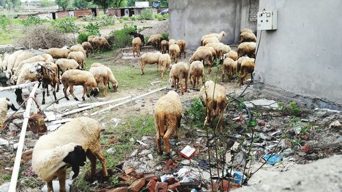 Cows in park