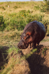 Hippopotamus standing on the field
