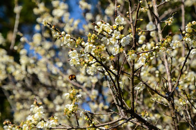 Close-up of bee pollinating on fresh flower tree