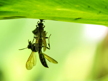 Close-up of insect on leaf