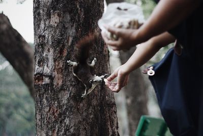 Hand holding lizard on tree trunk