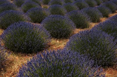 Full frame shot of lavender growing on field