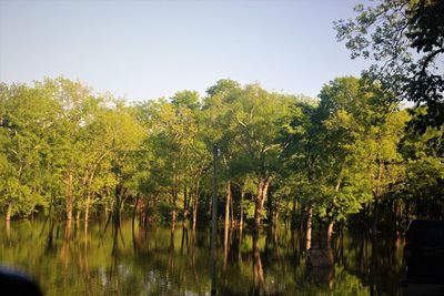 Scenic view of lake in forest against clear sky