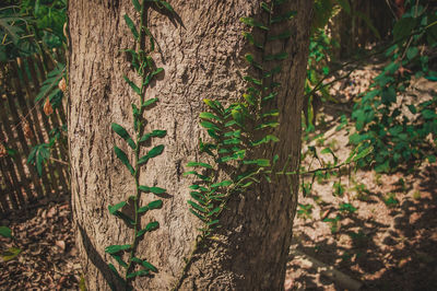 Close-up of tree trunk in forest
