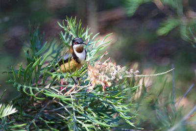 Close-up of bird perching on plant