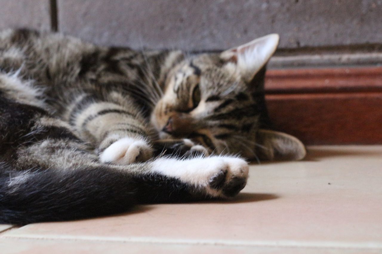 CLOSE-UP OF CAT LYING ON CARPET