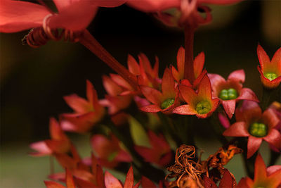 Close-up of red flowering plant