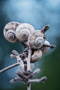 Close-up of snail