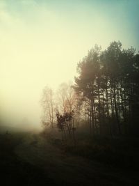 Trees in foggy weather