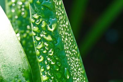 Close-up of raindrops on green leaves