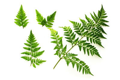 Close-up of leaves against white background