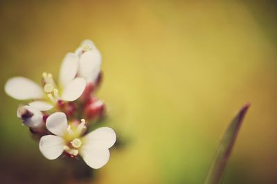 Close-up of flower against blurred background