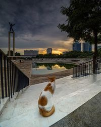 View of a cat sitting on railing