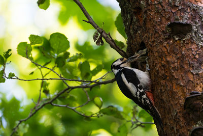 Close-up of birds perching on tree