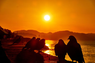 Silhouette bird at beach during sunrise