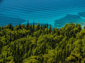 Pine trees in forest against blue sky