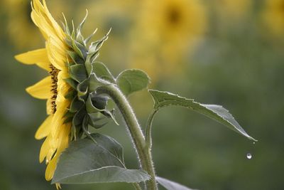 Close-up of yellow flowering plant