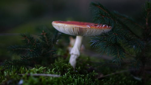 Close-up of mushroom growing on plant
