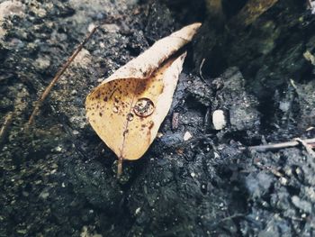 High angle view of butterfly on rock