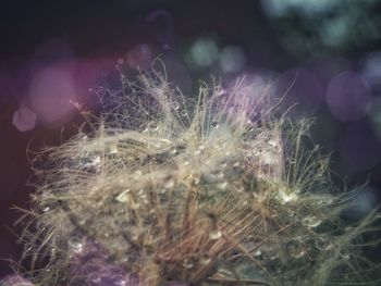 Close-up of plants against blurred background