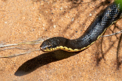 Close-up of snake