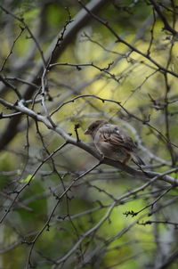 Close-up of bird perching on branch