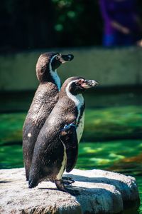 Close-up of penguin on rock