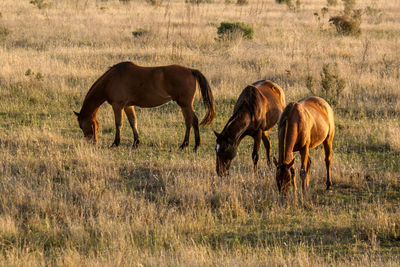 Horses grazing in a field